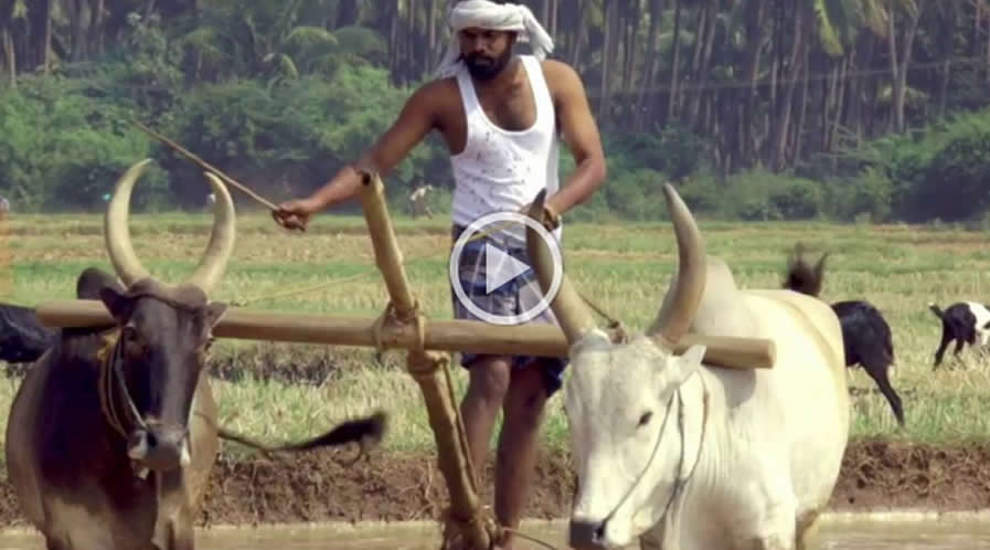  Mallukattu Teaser Song -  FilmAddictsPhotography